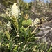 Grevillea trachytheca - Photo (c) colin505, algunos derechos reservados (CC BY-NC)