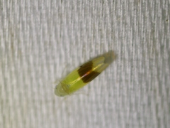 Typhlocyba transviridis