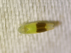 Typhlocyba transviridis