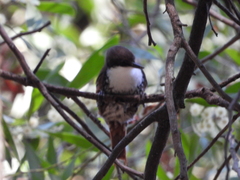 Pygarrhichas albogularis