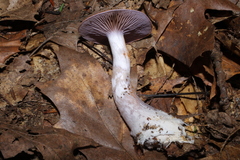 Cortinarius iodeoides