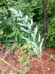 Calamagrostis cinnoides