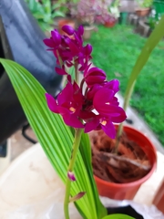Spathoglottis