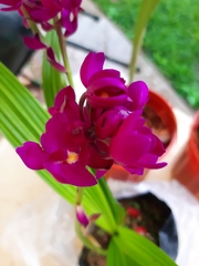 Spathoglottis