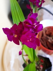 Spathoglottis