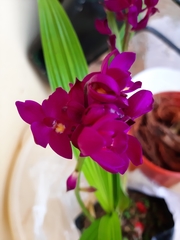 Spathoglottis