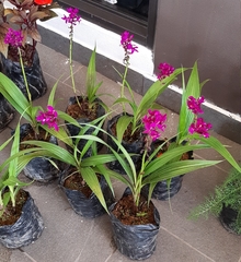 Spathoglottis