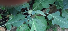 Brassica oleracea gongylodes