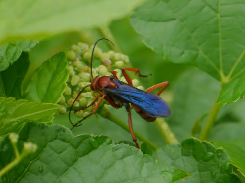 Rusty Spider Wasp photo 5