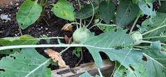 Brassica oleracea gongylodes
