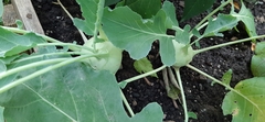 Brassica oleracea gongylodes