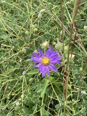 Eurybia spectabilis