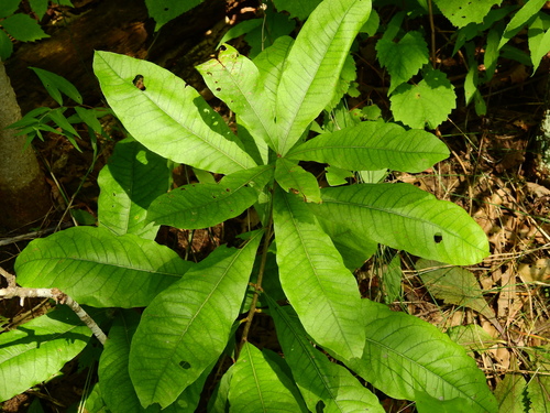 shingle oak (Quercus imbricaria)