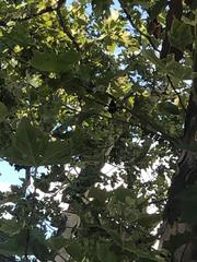 Platanus occidentalis