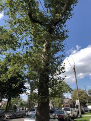 Platanus occidentalis