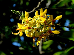 Cassia leiandra