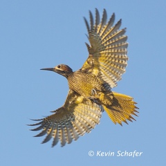 Colaptes fernandinae