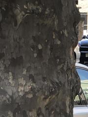 Platanus occidentalis