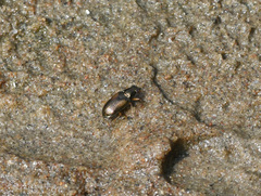 Bembidion confusum