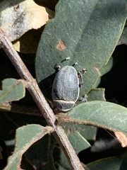 Rhyssomatus marginatus