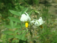 Solanum jamesii