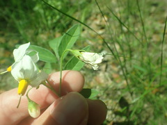 Solanum jamesii