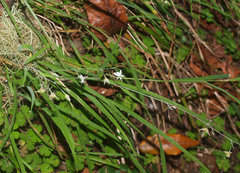 Arthropodium candidum