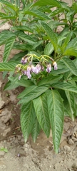 Solanum muricatum
