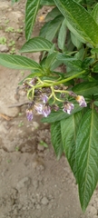 Solanum muricatum
