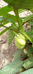 Solanum muricatum
