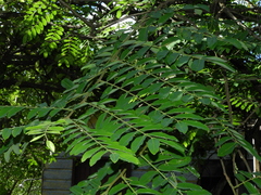 Cassia leiandra
