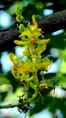 Cassia leiandra