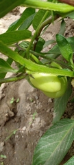 Solanum muricatum