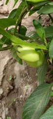Solanum muricatum