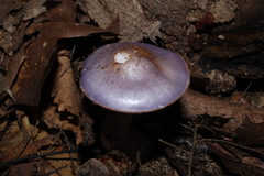 Cortinarius iodeoides