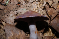 Cortinarius iodeoides