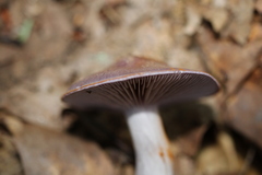 Cortinarius iodeoides