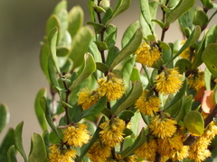 Azara integrifolia