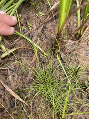 Eleocharis intermedia