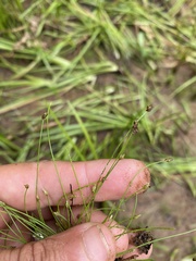 Eleocharis intermedia