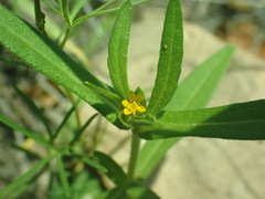 Melampodium strigosum