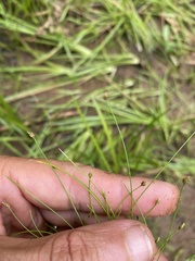 Eleocharis intermedia