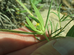 Melampodium strigosum
