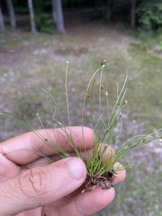 Eleocharis intermedia