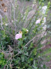 Teucrium bicolor