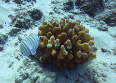 Chaetodon multicinctus
