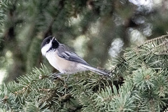 Poecile atricapillus