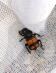 Nicrophorus hebes