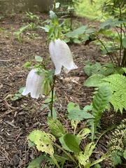 Campanula punctata
