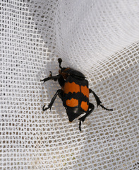 Nicrophorus hebes